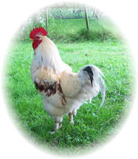 Lucky the Cockerel